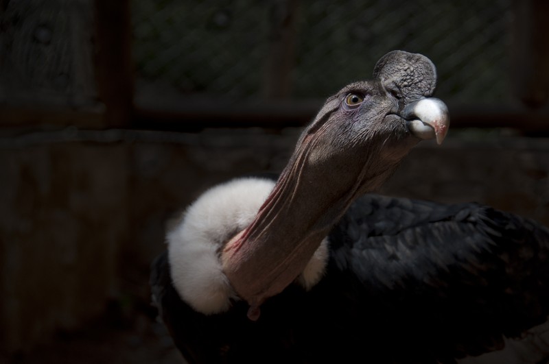 Cóndor