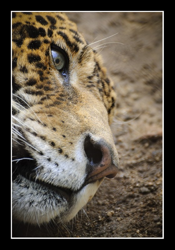 Retratos en el ZOO
