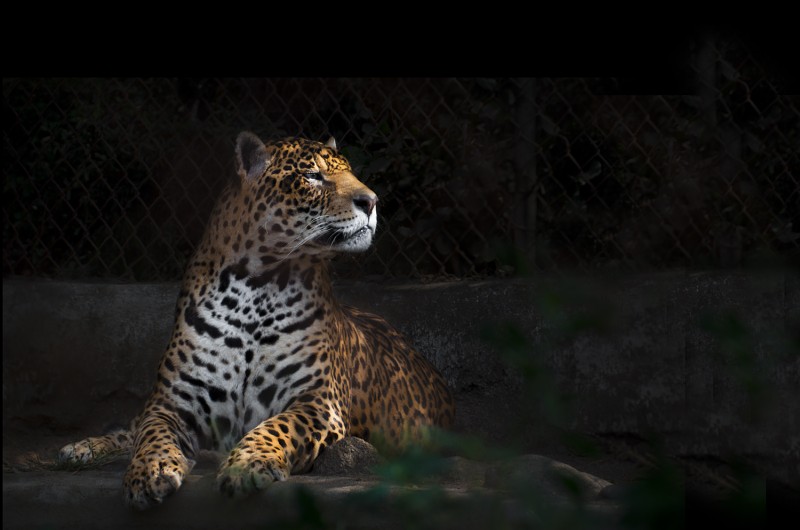 Jaguar